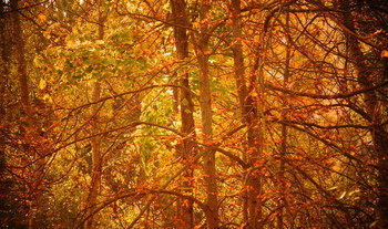 Солнечный осенний лес / Осень по красоте соревнуется с весной