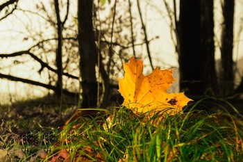 Все краски осени / Одинокий листок печально провожает осень