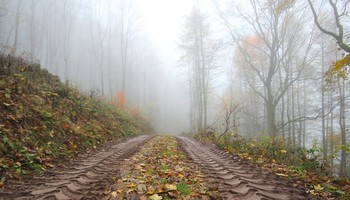 В туман по грибы / Лесными дорогами..