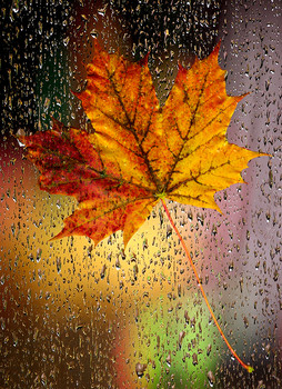 Все краски осени / Осенний дождь