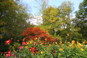 Все краски осени / В Дрезденском Большом парке( Großer Garten) цветут георгины