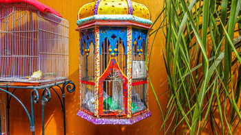 &nbsp; / Bird Cage - Oaxaca