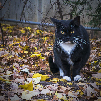 кот-гуляка / осень,кот гуляет по опавшим листьям