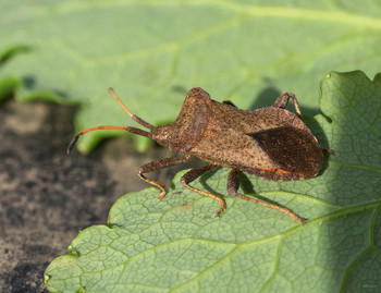 &nbsp; / Краевик окаймлённый - Краевик щавелевый (Coreus marginatus)