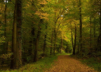 Что такое осень... / Осенний лесной пейзаж . Зарисовка .