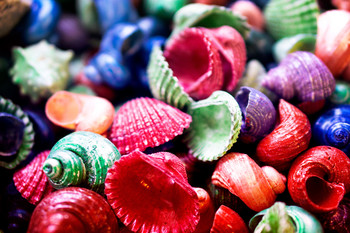 colorful shells / ***