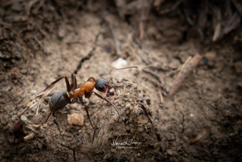 &nbsp; / Ant captured with Nikon D5600 and 18-55mm kit lens. Single frame, edited with lightroom.