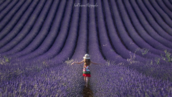 &nbsp; / My little angel in the lavender field close to Valensole, Provence, France