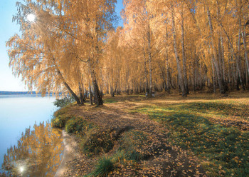 Осенние березы / Уральская осень