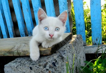 Блондинчик ) / кот на лавочке у дома