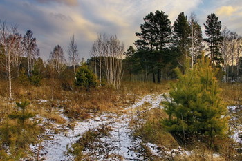 Поздняя осень. / Томская область.