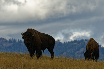 &nbsp; / Buffalo on ridge in Yellowstone