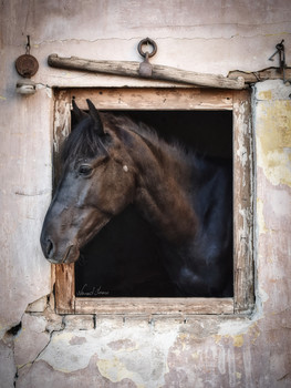 &nbsp; / Beautiful horse Acula posing on the window. Photo was taken with Nikon D5600 and 18-55mm kit lens. Edited in Lightroom.