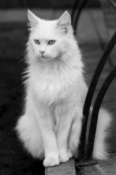 Сфинкс / Царственный кот