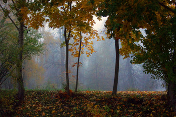 Картина в раме / Парк в центре Петрозаводска, начало октября, утро, туман