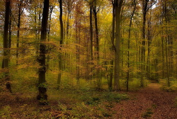 Последний день октября.. / Лесной осенний пейзаж .