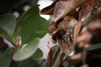 &nbsp; / Garden spider lurking for the pray. Shot with Nikon D5600 and 18-55mm kit lens. Single frame, no flash used.