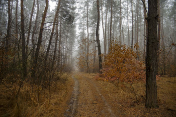 Осенний пейзаж / утро,туман,сосновый бор