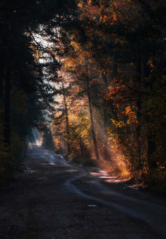 Осенним утром на лесной дороге / Калининградская обл.