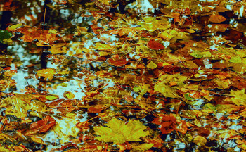 Осенний ковёр / Осенний ковер в лужах под ногами