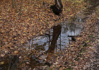 Осенний ручей / Осенний ручей