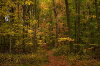 Лесными тропами.. / Осенний лесной пейзаж .
