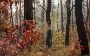 В осеннем лесу / утро,туман,осень