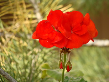 цветочек аленькой / красный цветок в еловых ветках