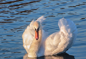 Лебёдушка / Сама "ГРАЦИЯ"