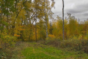 Пасмурная осень.. / Перед дождем . Осенний лесной пейзаж .