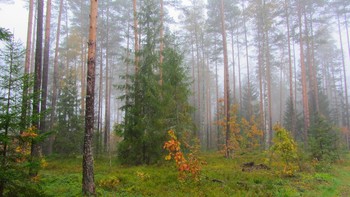 Туманное утро в лесу / Туманным утром в лесу около деревни Софиевка Оршанский район Витебская область Беларусь