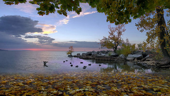 Онтарио / Онтарио,озеро,гуси,закат