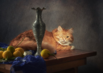 Не мешайте коту спать / Мой рыжий друг и помощник. :)