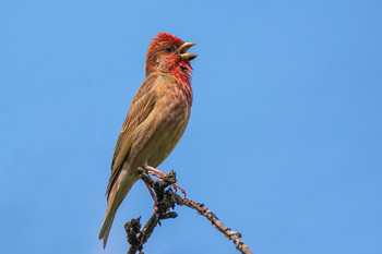 Чечевица. / Обыкновенная чечевица, или просто чечевица (лат. Carpodacus erythrinus) — птица семейства вьюрковых. Размером с воробья.