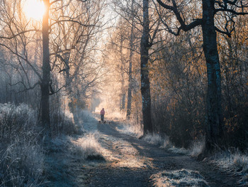 Первые заморозки. / Утренний иней в парке. Гатчина, Ноябрь.