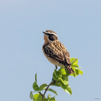  / Луговой чекан (Saxicola rubetra) Самец