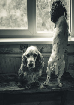 Ожидание / Собаки ждут хозяина