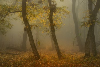 Осеннее утро / Ставропольский лес