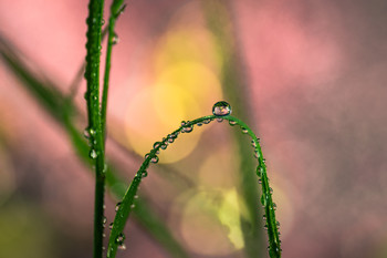 &nbsp; / Fotografía macro en cautividad.