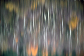 акварель / отражение осеннего леса в зеркале озера