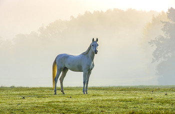 Красавица и осень. / Красавица и осень,лошадь,утро,туман.