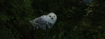 СОВЫ, СОВКИ, СОВУШКИ – МУДРЫЕ ГОЛОВУШКИ... / ***