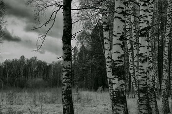 Предзимье. / Томская область.