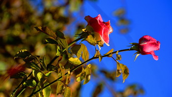 Последние осенние розы / Прощание с осенью