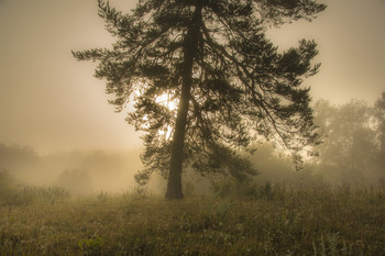 Сосна / Сосна июльским утром