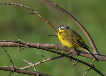 &nbsp; / Жёлтая трясогузка (Motacilla flava). Самец