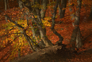 Autumn forest / Осенний лес