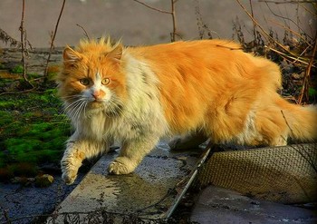 Местный Кот - Базилио... / ...ТЯЖЁЛАЯ НОЧЬ И ХОЛОДНАЯ СЫРОСТЬ
ВОНЗИЛИСЬ ПОД ШЕРСТЬ ПОЖИЛОМУ КОТУ.
ВПЕРВЫЕ ЗА ТЁПЛЫЕ ГОДЫ И СЫТОСТЬ
ОДНАЖДЫ ОСТАТЬСЯ ПРИШЛОСЬ ОДНОМУ...