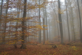 Осенние наряды. / Туманная осень в лесу .