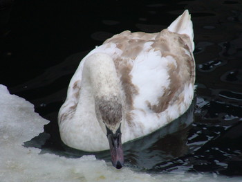 лебединое озеро / казань. озеро Кабан